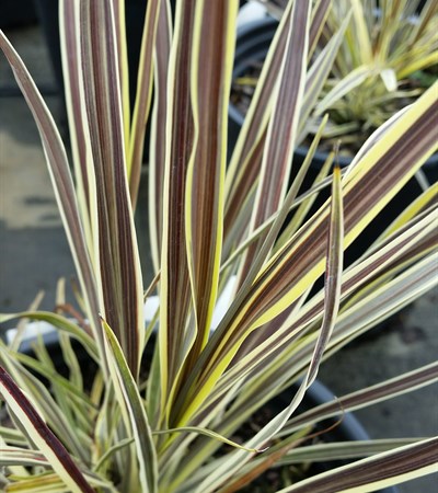 False Dracaena Electric Flash